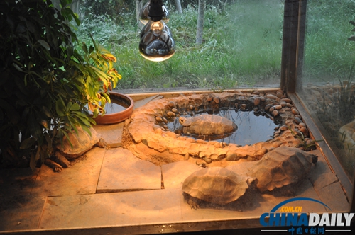 云南野生動(dòng)物園動(dòng)物應(yīng)對(duì)下雪天各有妙招