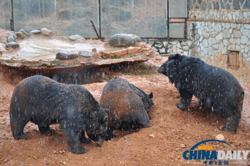 云南野生動(dòng)物園動(dòng)物應(yīng)對(duì)下雪天各有妙招