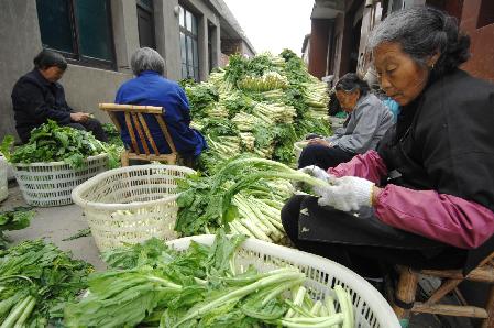 浙江溫嶺：蔬菜粗加工緩解滯銷難題