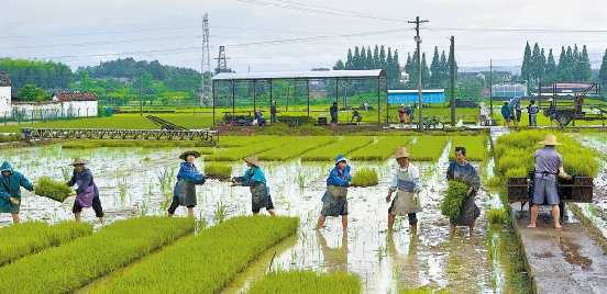 強降水來去匆匆 武義：農民搶種晚稻