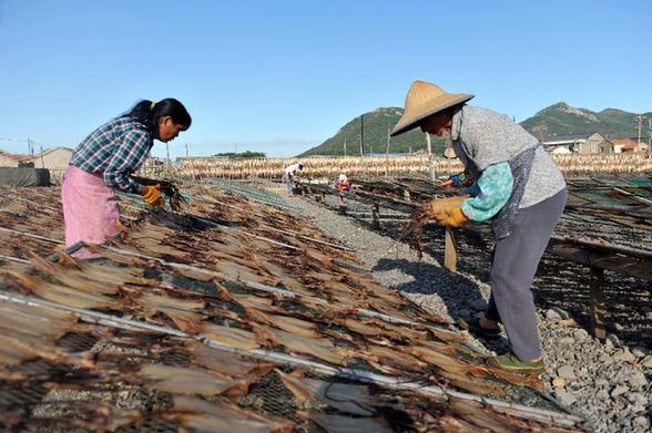 臺風“打盹” 魷魚加工戶晾曬忙