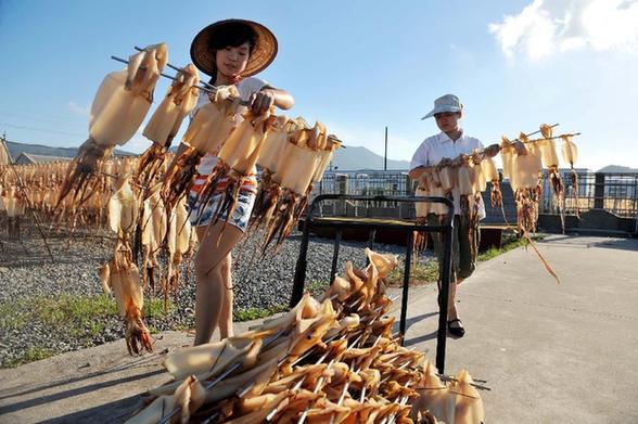 臺(tái)風(fēng)“打盹” 魷魚加工戶晾曬忙