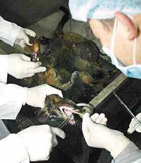 Four Beijing volunteers test SARS vaccine