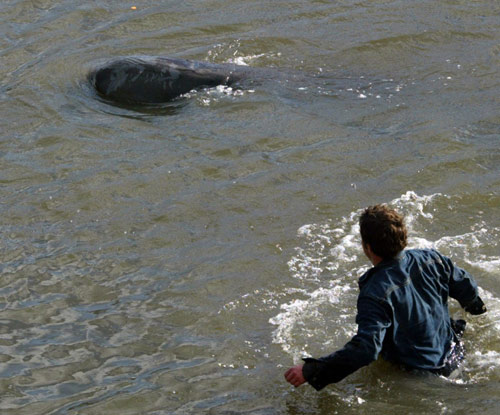 Whale in River Thames