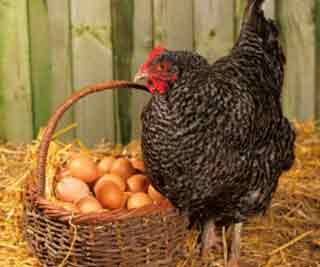 Scientists: Chicks before eggs<BR>研究表明先有雞后有蛋