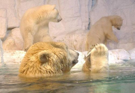 親子游:中國最好玩的六大海洋世界