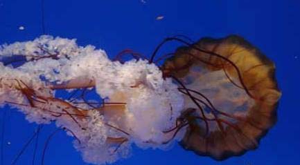 親子游:中國最好玩的六大海洋世界