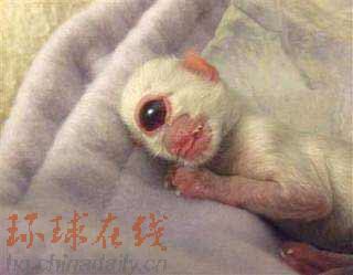 動物新聞：莫斯科熊“報春”20年 “獨眼貓”進博物館
