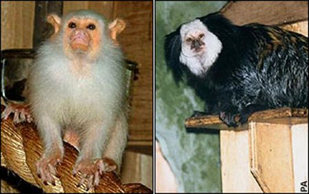 英動物園5只珍稀猴子深夜被偷 每只價(jià)值3000英鎊