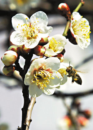 美國大批蜜蜂免疫系統(tǒng)遭破壞 神秘死亡