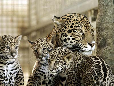 美國動(dòng)物園一美洲虎突發(fā)兇性咬死女管理員