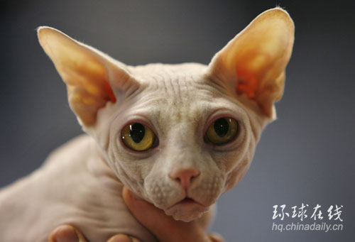 國際名貓大賞