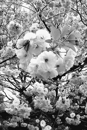 來自東洋的美麗 日本的櫻花文化