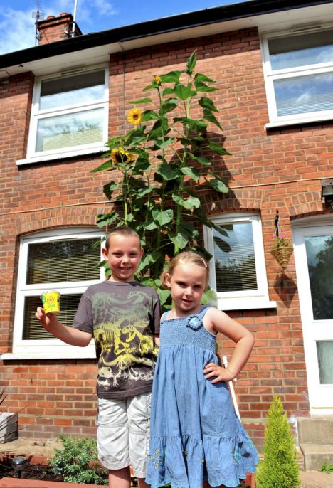 高溫促英國向日葵瘋長 逼近兩個姚明高欲破紀(jì)錄