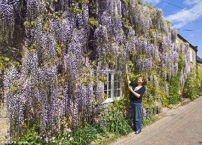 英國(guó)一人家紫藤花盛開 如“紫色瀑布”覆蓋整個(gè)房屋
