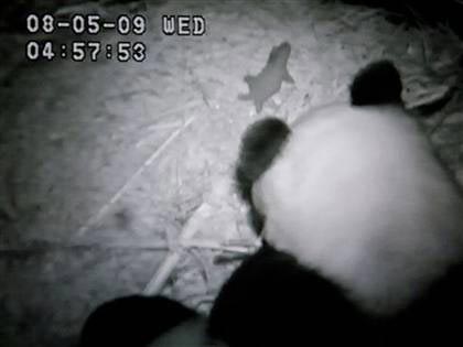 旅美大熊貓“白云”喜添第五崽