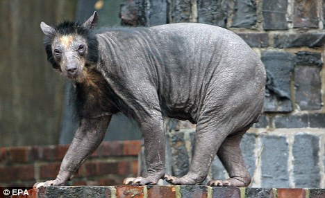 德國(guó)動(dòng)物園中一頭熊全身毛掉光成“裸體熊”
