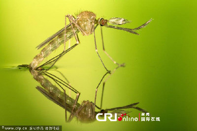 英國一工作室拍攝蚊子孵化場景(高清組圖)