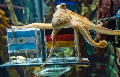 神奇章魚(yú)預(yù)測(cè)世界杯德國(guó)將戰(zhàn)勝阿根廷
