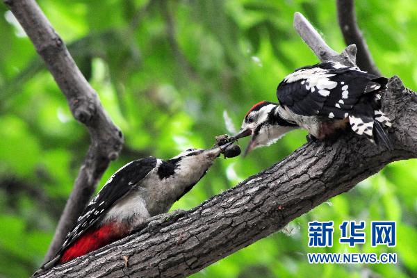 大斑啄木鳥的“愛(ài)情故事”