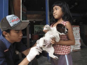 狂犬病陰霾籠罩夢(mèng)幻巴厘島 78人死亡20萬(wàn)狗遭捕殺