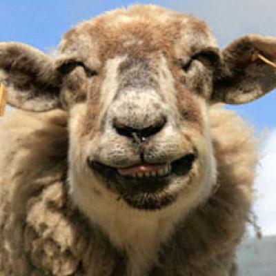 圖：誰說動物不會笑？歡喜表情堪比人