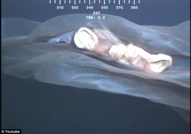 罕見水母抑或鯨胎盤？ 深海水下攝像機(jī)拍到神秘漂浮物