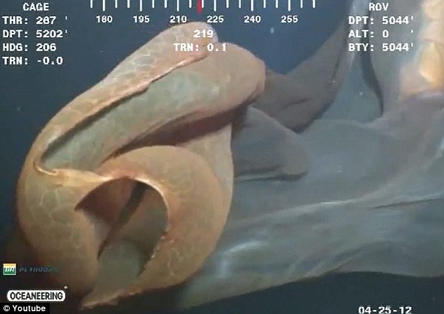 罕見水母抑或鯨胎盤？ 深海水下攝像機(jī)拍到神秘漂浮物