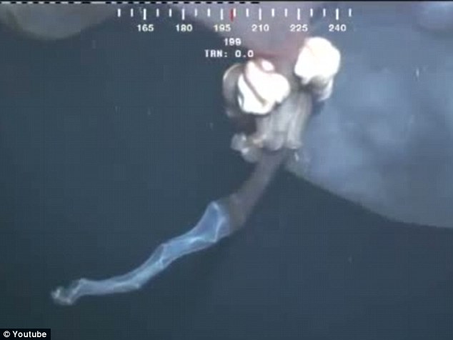罕見水母抑或鯨胎盤？ 深海水下攝像機(jī)拍到神秘漂浮物