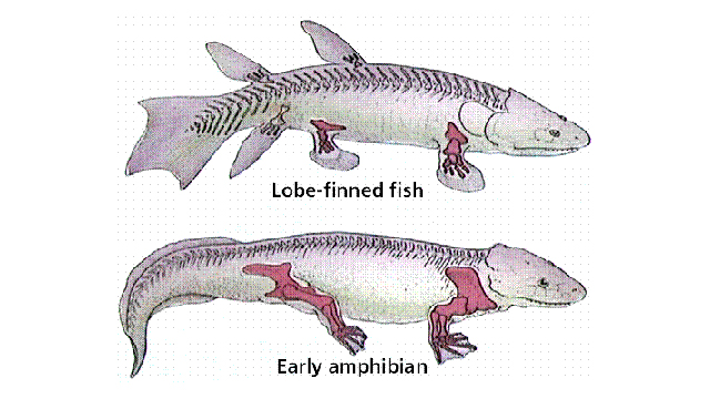 西班牙科學(xué)家培育出長(zhǎng)“腿”斑馬魚 有望再現(xiàn)進(jìn)化過程