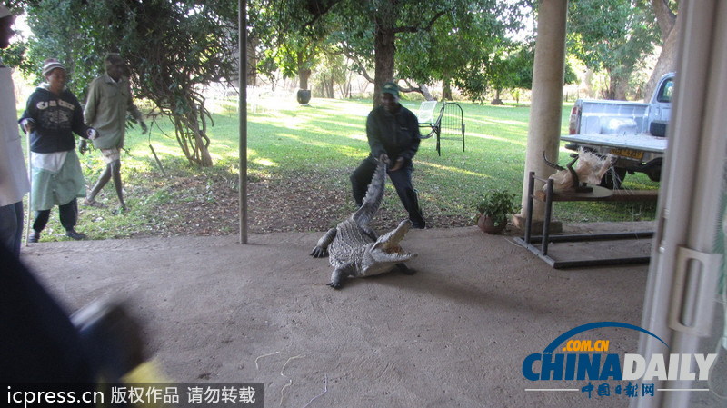 津巴布韋鱷魚潛入民居 藏身床下一夜未被發現