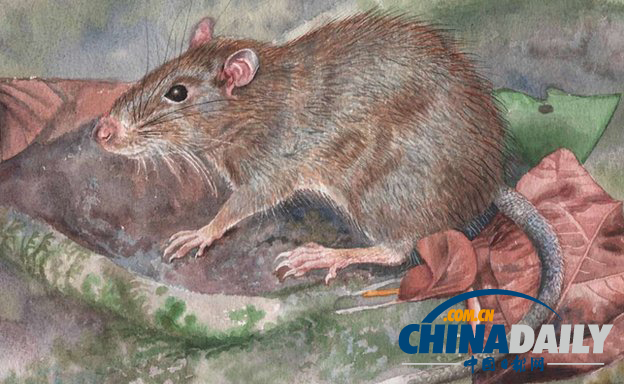 生物進化論發源地出現新品種老鼠