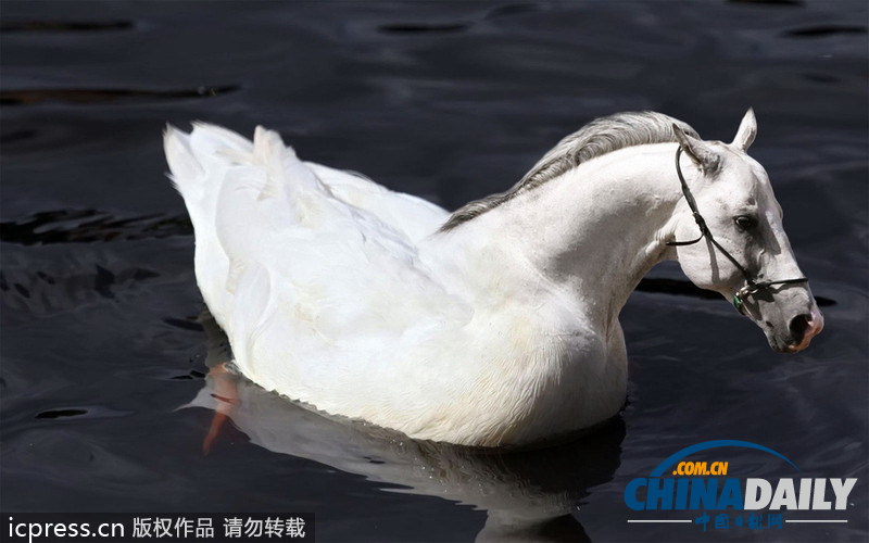 挪威學(xué)生用PS巧制合成圖 創(chuàng)造超詭異新物種