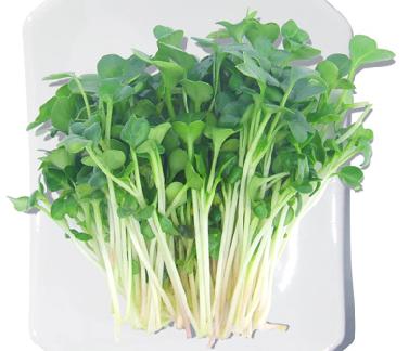 德國芽苗菜驗證無毒 消費者無所適從