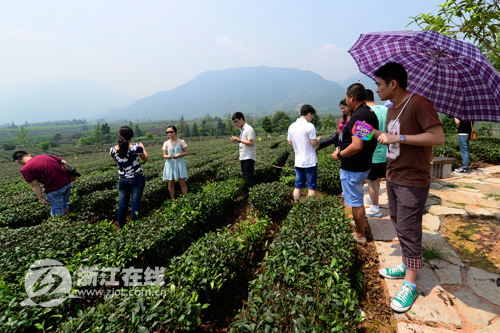 每畝產值上萬 一片清茶葉讓一座村子走上致富路