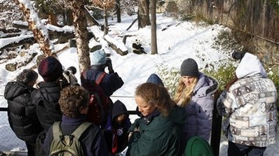 兩只大熊貓回國美粉絲惜別 “泰山”曾經做紅娘