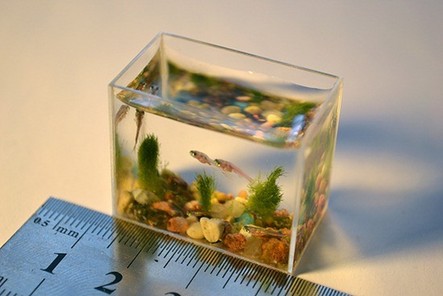 俄大師推出世界最迷你魚缸 3厘米長用注射器換水