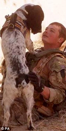 駐阿英軍防暴犬因主人陣亡傷心致死 曾搭檔救命無(wú)數(shù)