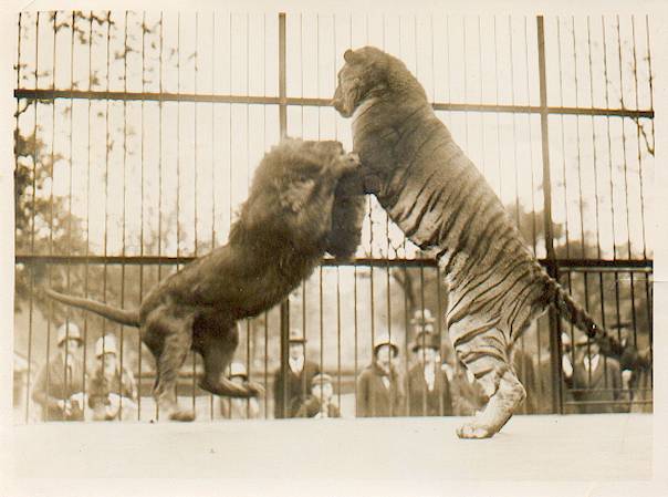 土耳其動物園老虎殺死獅子 一爪擊破頸靜脈！
