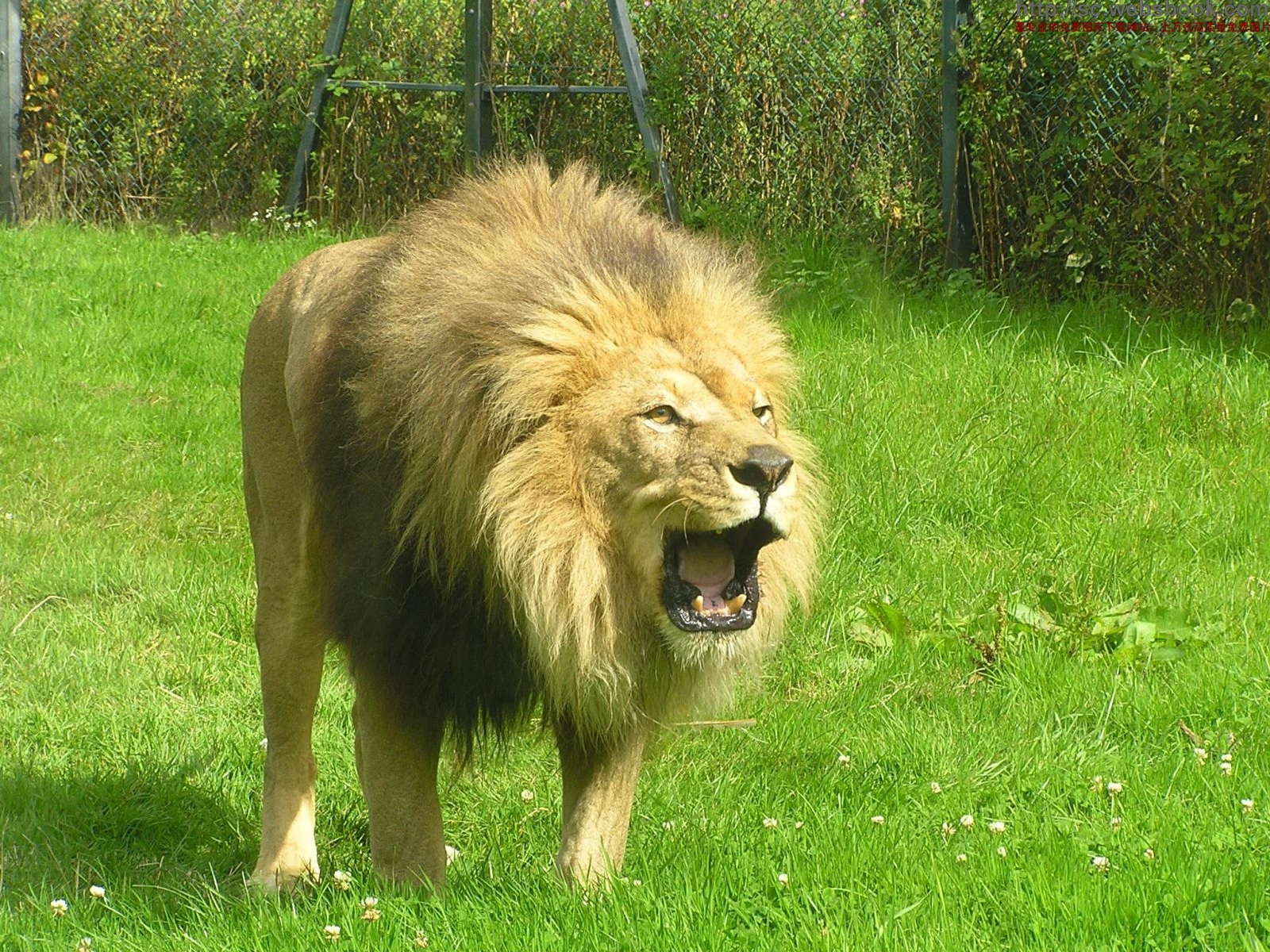 土耳其動物園老虎殺死獅子 一爪擊破頸靜脈!