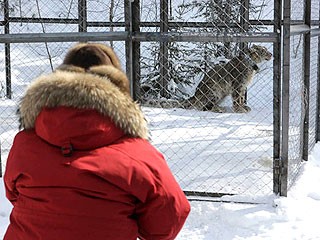 據(jù)稱俄雪豹坐直升機、關(guān)禁閉 只為等總理普京“接見”