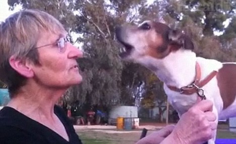 靠哼唱《生日快樂》歌 17歲老狗逃過安樂死跟主人團聚