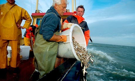 歐盟漁業配額痼疾深 27億英鎊鱈魚被迫扔回大海
