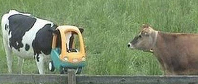 動物也瘋狂！ 糗事連連各種被“卡”