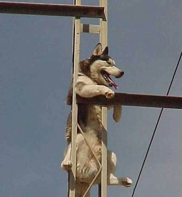 動物也瘋狂！ 糗事連連各種被“卡”