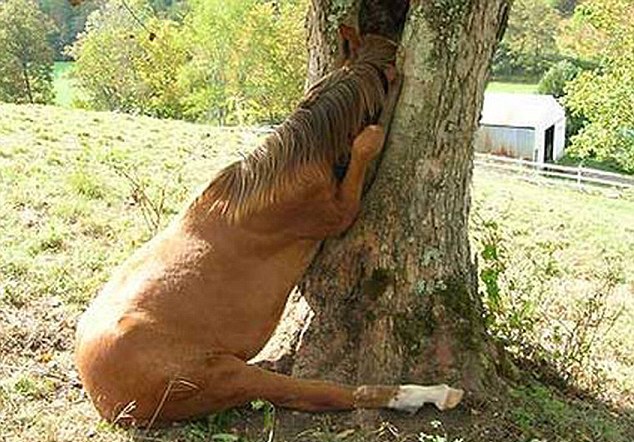 動物也瘋狂！ 糗事連連各種被“卡”