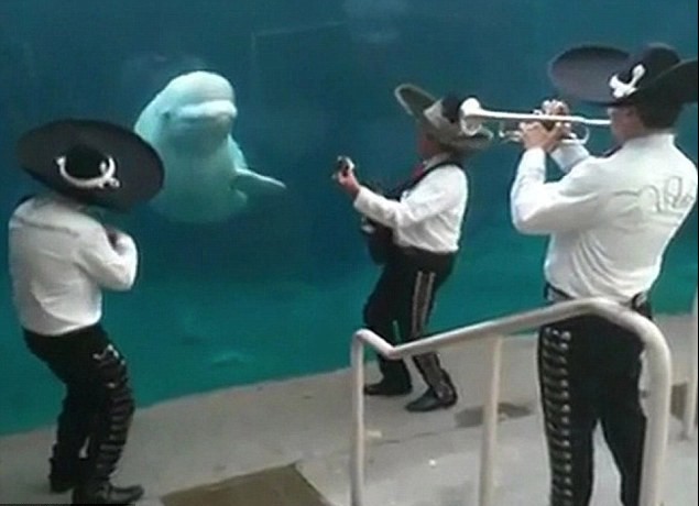 白鯨婚禮現場“跳舞”搶走新人風頭 或因誤會所致