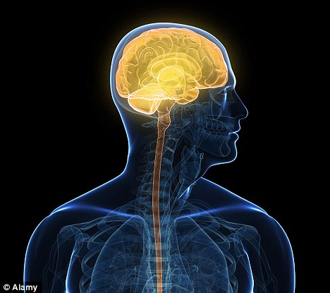 以色列科學家研制出“人造小腦” 在老鼠身上試驗成功
