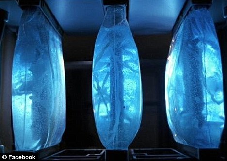 細菌+DNA 英國科學家成功研制生物邏輯門