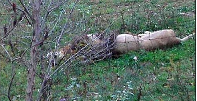 美動物園主人自殺前放走數十頭猛獸 警方連夜追殺